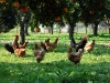 47 Galinhas no Laranjal / Chickens in the Grove