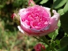 31 Rosas / Roses